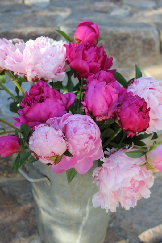 bucket of peonies