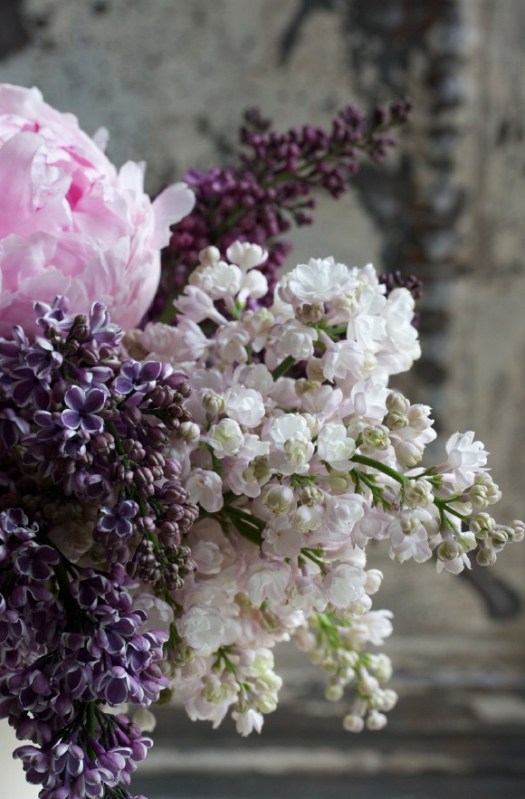 peonies and lilacs