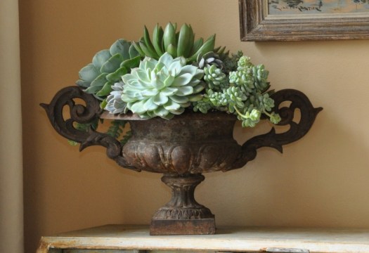 urn + succulents